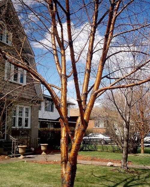 Yellow Birch (Betula allegheniensis)