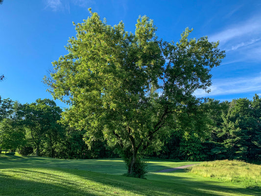 Acer negundo / Boxelder Maple