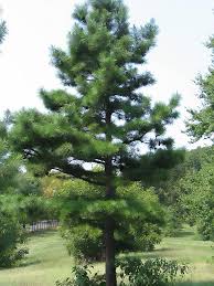 Pinus echinata / Shortleaf Pine