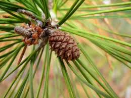 Pinus echinata / Shortleaf Pine