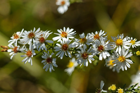 Symphyotrichum pilosum / Frost Aster