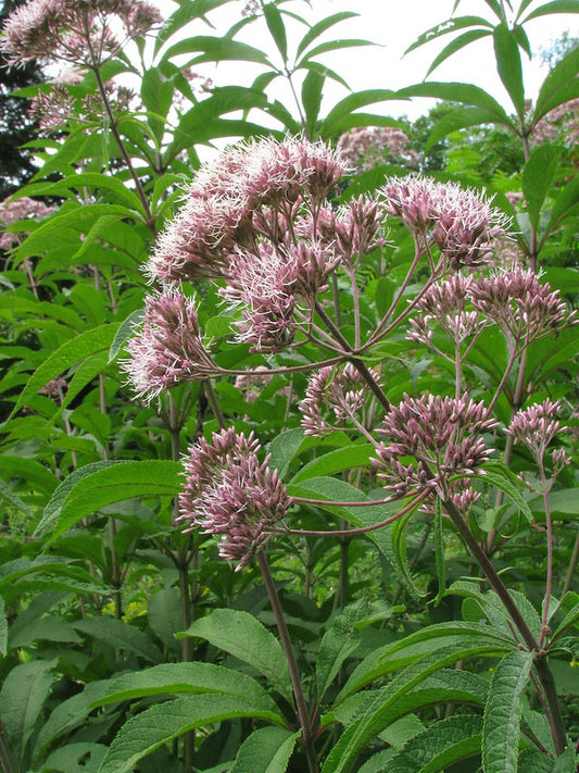 Eutrochium fistulosum / Hollow-stem Joe-Pye Weed