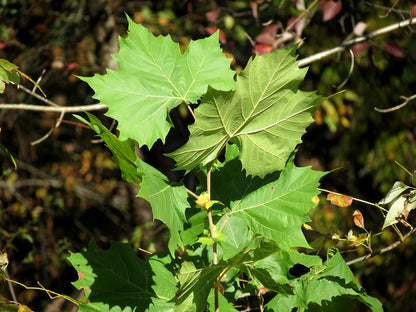 Platanus occidentalis / American Sycamore