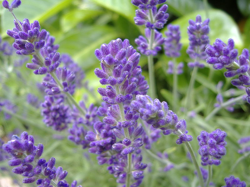 Lavandula spp. / Lavender – One Nature Plant Nursery