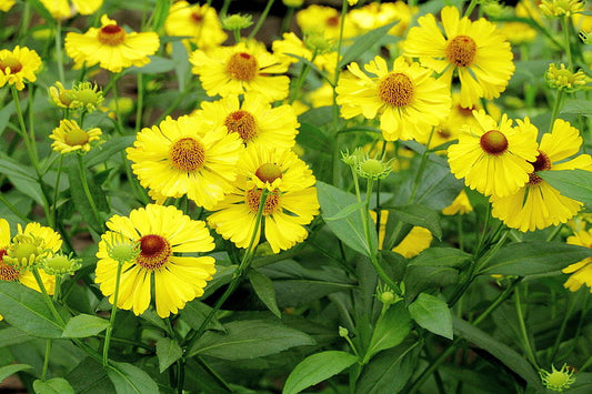 Helenium autumnale / Sneezeweed