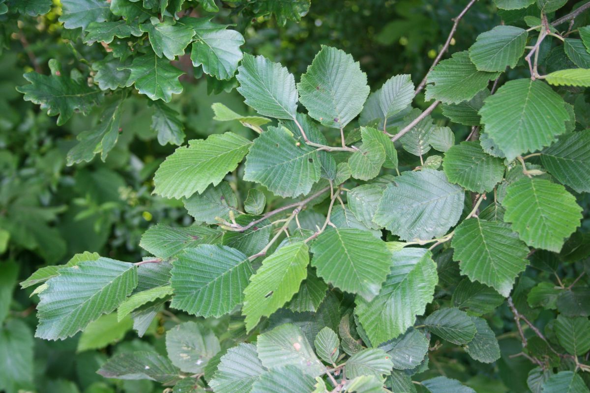 Alnus incana / Gray Alder – One Nature Plant Nursery