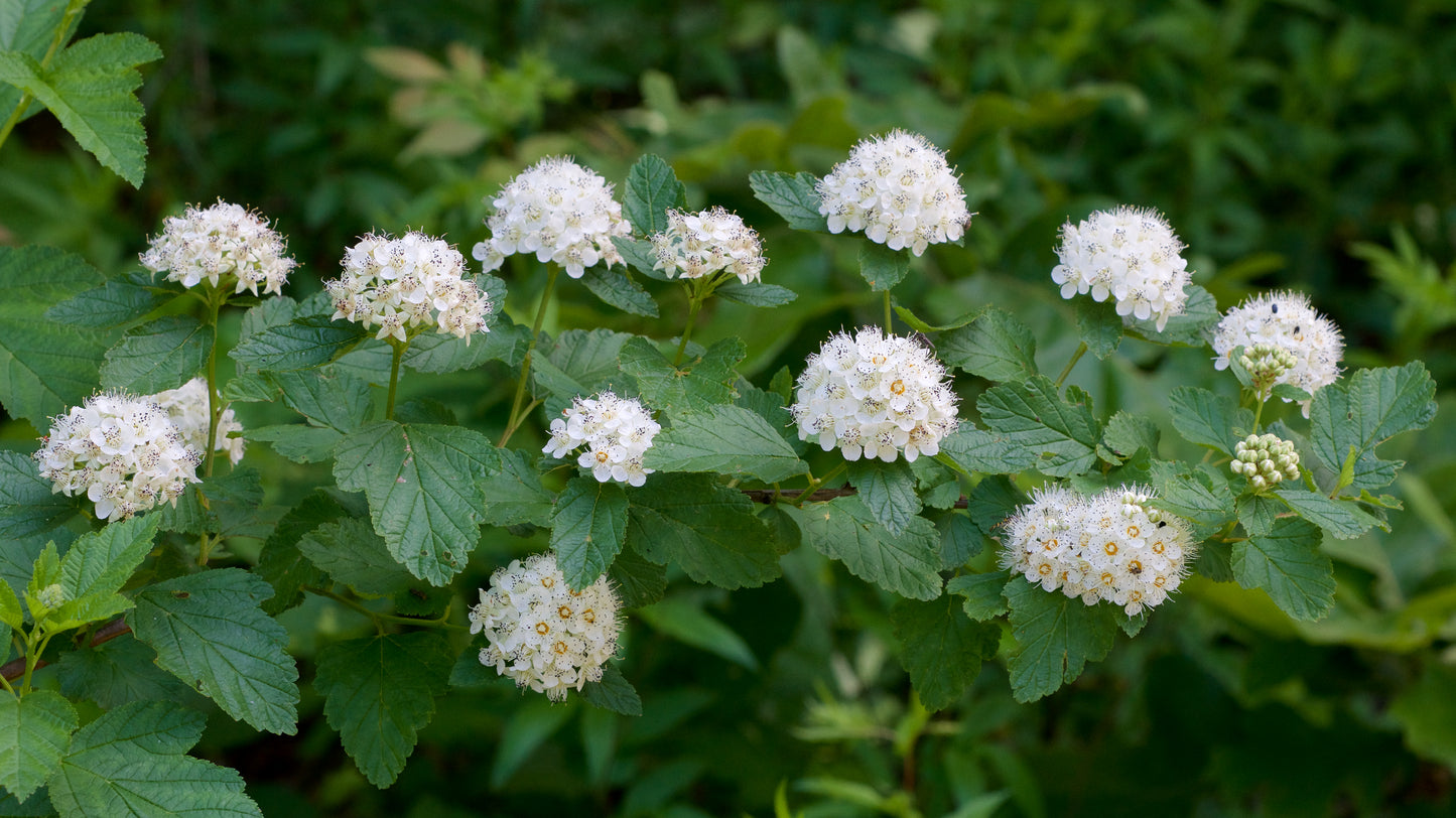 Physocarpus opulifolius / Ninebark