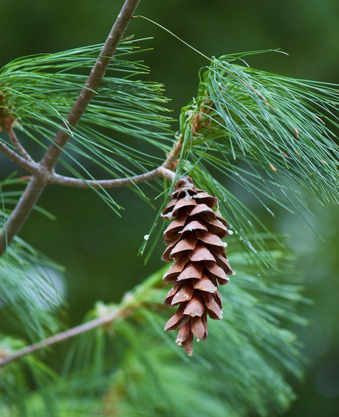 Pinus Strobus / Eastern White Pine – One Nature Plant Nursery