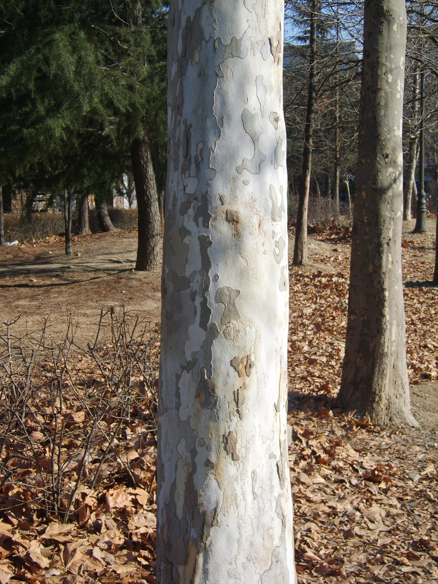 Platanus occidentalis / American Sycamore