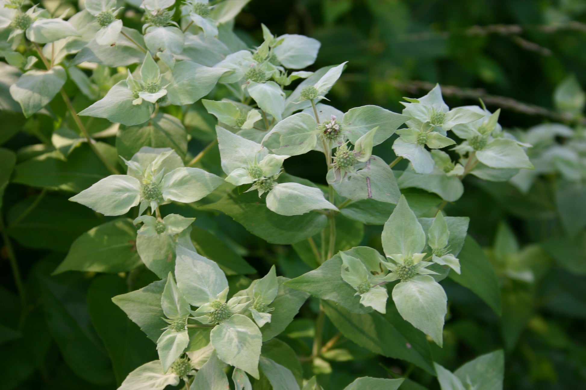 Pycnanthemum muticum #1 (Short-toothed Mountain Mint) - Scioto Gardens  Nursery