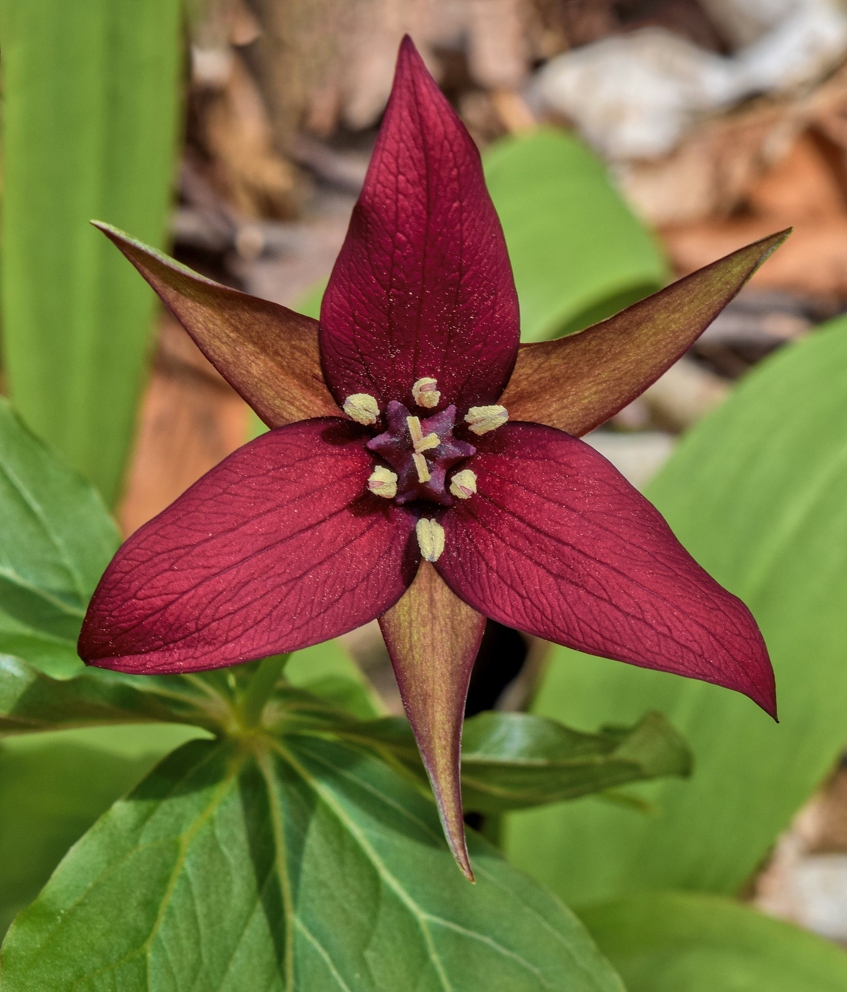 Trillium erectum / Red trillium – One Nature Plant Nursery